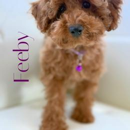Feeby - Red  female Poodle puppy in Gilbert, Arizona from My Poodle Bears