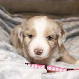 Sweetie - Red merle female Miniature Australian Shepherd puppy in Kissee Mills, Missouri from Clinkenbeard Kennel