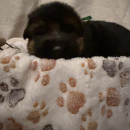 Male puppy 3 - Black and red male German Shepherd puppy in La Salle, Colorado from Pure Heart German shepherds