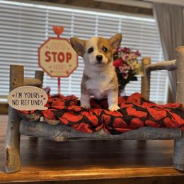 Eleven - White and red male Pembroke Welsh Corgi puppy in Olathe, Colorado from Rocking LJ Breeding