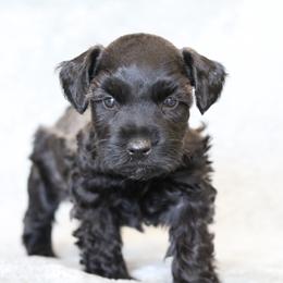 Chocolate Chip - Black male Miniature Schnauzer puppy in Tremonton, Utah from Rocky Mountain Schnauzer