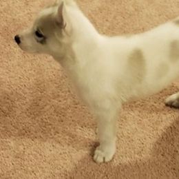 Siberian Huskies from Cathy Parrish