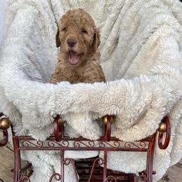 Goldendoodle Puppies from Golden Paws Farm