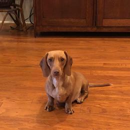 Dachshund All Grown Up from Deaton’s Doxies