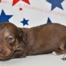 Tiny choc and cream - Chocolate and cream male Dachshund puppy in Seminary, Mississippi from Down South Mavericks Dachshunds
