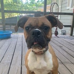 Boxers from Speak Out Kennel
