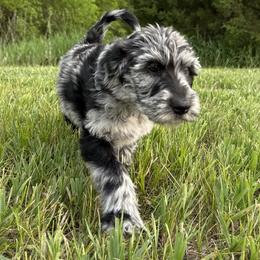 Aussiedoodle, Labradoodle, and Sheepadoodle Puppies from Boxcar Doodles and Poodles
