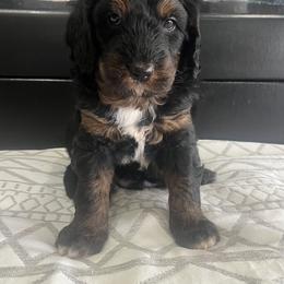 Aussiedoodle, Companion Cross, Poodle, and Yorkipoo Puppies from Teakwoodpoodleofsocal