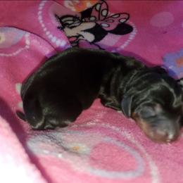 Girl 1 - Black and tan female Dachshund puppy in Tucson, Arizona from Luna May's daschunds