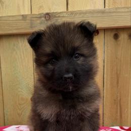 Oak - Sable male German Shepherd puppy in Middlesex, North Carolina from Ace of Hearts K9’s