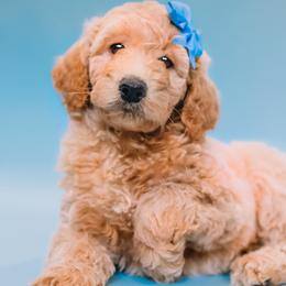 Aussiedoodle and Labradoodle Puppies from Doodles on Duty
