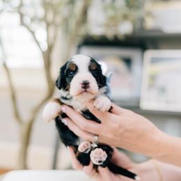 Swanson - Tri-color male Bernedoodle puppy in Murray, Utah from Sun Valley Doodles