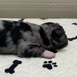 Girl 1 - Blue merle female Miniature Australian Shepherd puppy in Sulphur, Louisiana from Triple J Aussies and Corgis