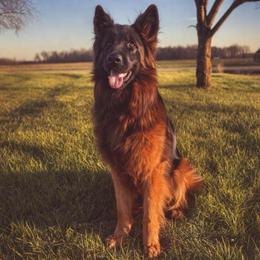 Axel - German Shepherd