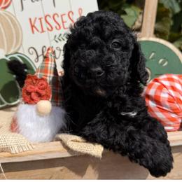 Timber (Mini Size - We have to your door delivery available) - Black male Bordoodle puppy in Canfield, Ohio from Poo's Doo's & Inu's