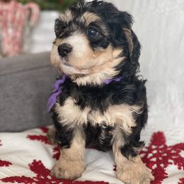 Bernedoodle Puppies from Better Day Bernedoodles