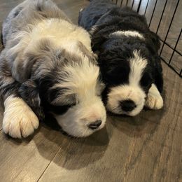 Bernedoodle and Bernese Mountain Dog Puppies from Brentwood Berners