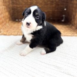 Calypso - Black tri-color female Australian Shepherd puppy in Unionville, Iowa from Soap Creek Kennels