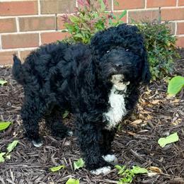 Tux - Black and white male Aussiedoodle puppy in Midlothian, Texas from Gray Doodles