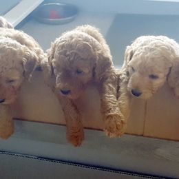 Labradoodles from Lakefront Labradoodles