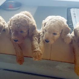 Labradoodles from Lakefront Labradoodles