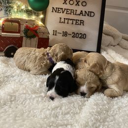 Cavalier King Charles Spaniel and Cavapoo Puppies from K’s Cavys