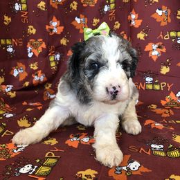 Bernedoodle, Goldendoodle, and Labradoodle Puppies from Oopsie Doodles of NC