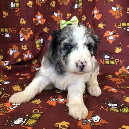 Bernedoodle, Goldendoodle, and Labradoodle Puppies from Oopsie Doodles of NC