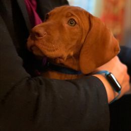 Vizsla Puppies from Mill Pond Farm Vizslas