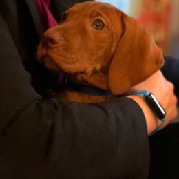 Vizsla Puppies from Mill Pond Farm Vizslas
