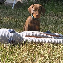 Lt blue red male - Red and rust male Doberman Pinscher puppy in Houston, Texas from Draggin Dobermans & Great Danes