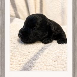 Johnny - Black male Miniature Schnauzer puppy in Summerfield, Florida from M & M Schnauzers