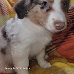 Leo - Red merle male Miniature Australian Shepherd puppy in Conneaut, Ohio from J&K Mini Aussies and Golden Retrievers