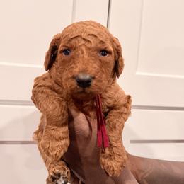 Burgundy - Red  female Goldendoodle puppy in Bakersfield, California from Lavish Doodles