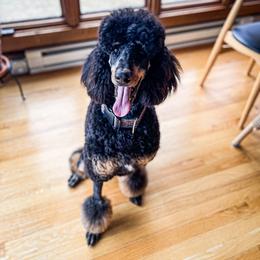 Poodles from Pickerel Pups