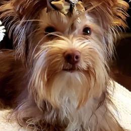 Yorkshire Terriers from Sunflower Yorkies