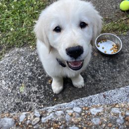 Golden Retriever Puppies from Autumn Lane Goldens