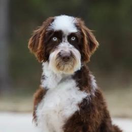 Brindy - Aussiedoodle