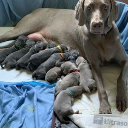 Weimaraner Puppies from Jennifer Anne's Weimaraners