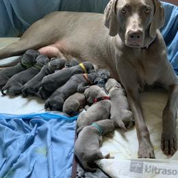 Weimaraner Puppies from Jennifer Anne's Weimaraners