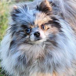 Phoenix - Pomeranian