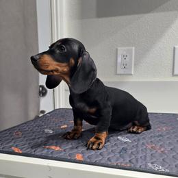 Female 2 - Black and tan female Dachshund puppy in Hesperia, California from VOM HAUSE Imperial