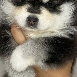 Pomsky Puppies from A1 Pomskies