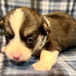 Female 3 - Black and tan female Pembroke Welsh Corgi puppy in Thornton, New Hampshire from Dinger’s Dogs