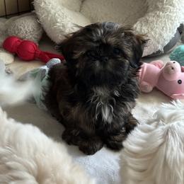 Shih Tzu Puppies from The Townsend Tzu