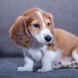 Jax - Red male Dachshund puppy in Copperas Cove, Texas from Creme de la Creme Dachshunds