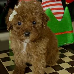 Jessie - Red  female Goldendoodle puppy in Mint Hill, North Carolina from DoodleForever