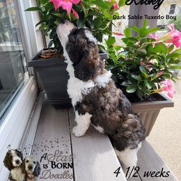 Bernedoodle Puppies from A Star is Born Doodles