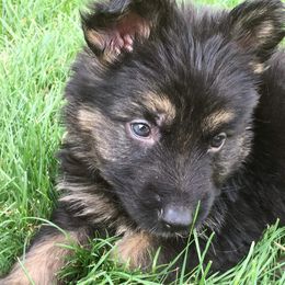 German Shepherd Puppies from Hacker Haus GSDs