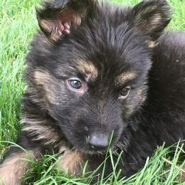 German Shepherd Puppies from Hacker Haus GSDs